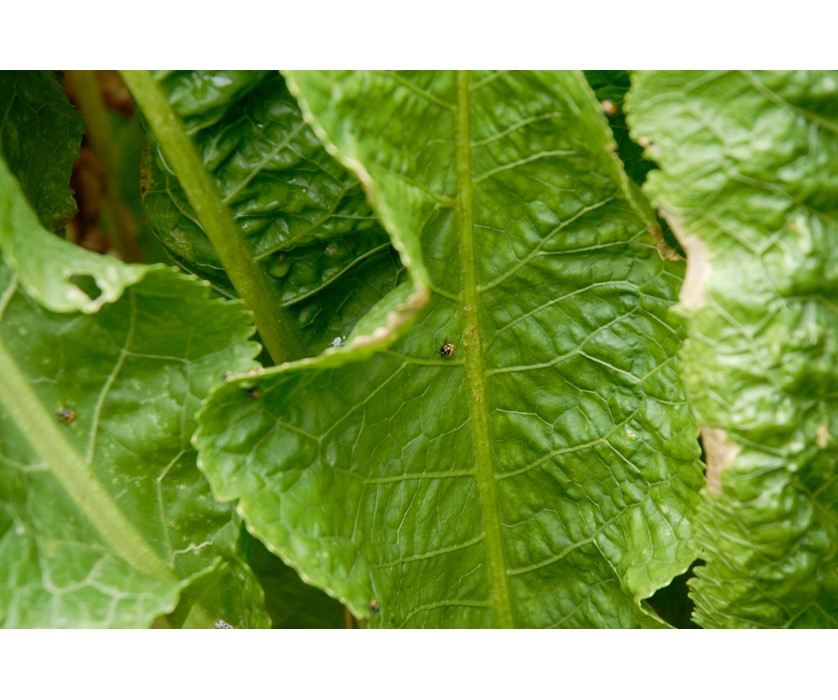Horseradish